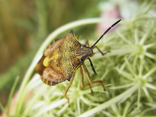 Carpocoris fuscispinus