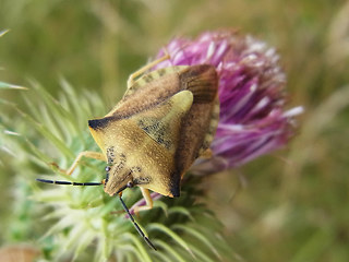 Carpocoris fuscispinus