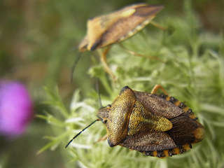 Carpocoris fuscispinus