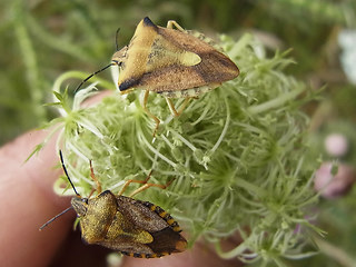 Carpocoris fuscispinus