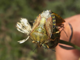 Carpocoris purpureipennis