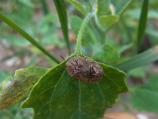 Cassida nebulosa