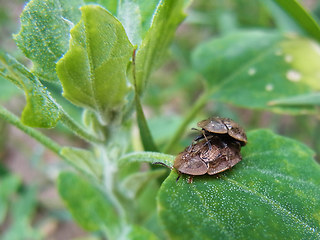 Cassida nebulosa