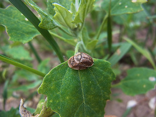 Cassida nebulosa