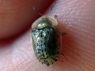 Cassida nebulosa