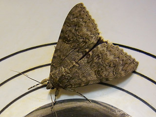 Catocala nupta