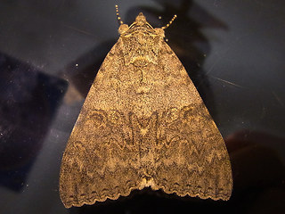 Catocala nupta