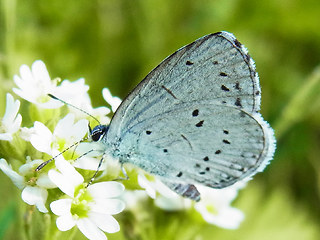 Celastrina argiolus