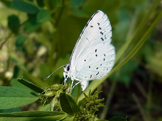 Celastrina argiolus