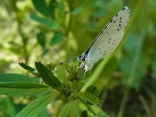 Celastrina argiolus