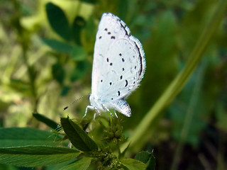 Celastrina argiolus