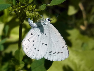 Celastrina argiolus