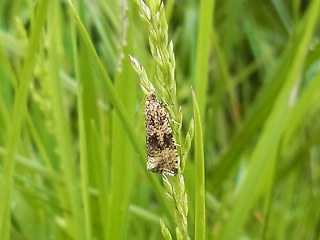 Celypha lacunana