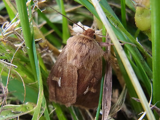 Cerapteryx graminis