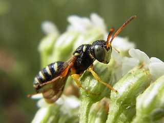 Cerceris quinquefasciata