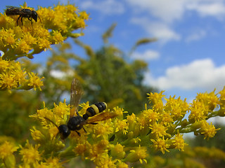 Cerceris rybyensis