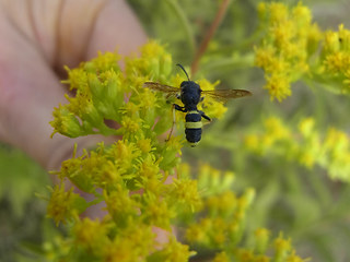 Cerceris rybyensis