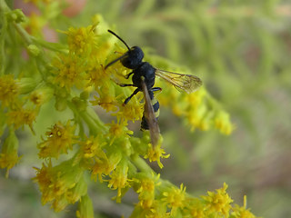 Cerceris rybyensis