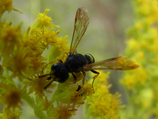 Cerceris rybyensis