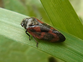 Cercopis vulnerata