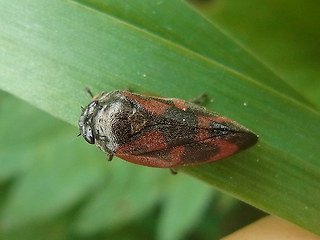 Cercopis vulnerata