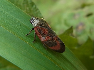 Cercopis vulnerata