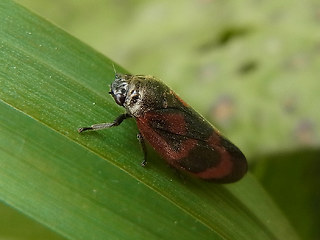 Cercopis vulnerata