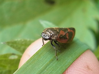 Cercopis vulnerata