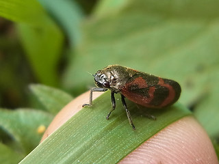 Cercopis vulnerata