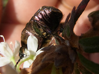 Cetonia aurata