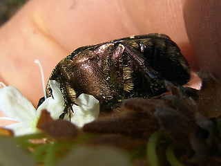 Cetonia aurata