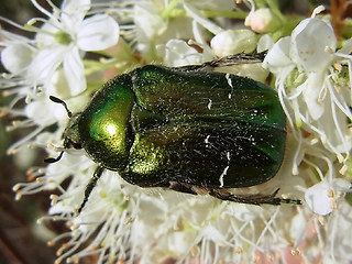 Cetonia aurata