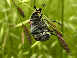 Chaetopteroplia segetum