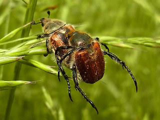 Chaetopteroplia segetum