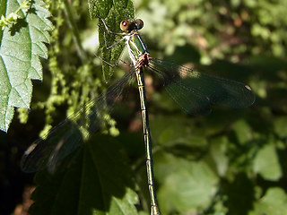 Chalcolestes viridis