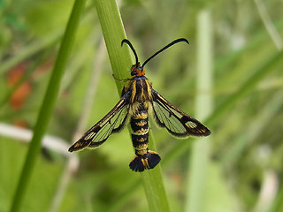 Chamaesphecia tenthrediniformis