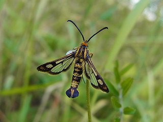 Chamaesphecia tenthrediniformis