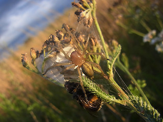 Cheiracanthium punctorium