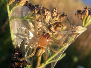 Cheiracanthium punctorium