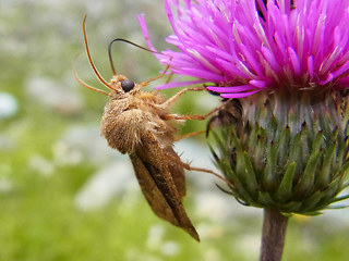 Chersotis cuprea