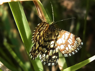 Chiasmia clathrata