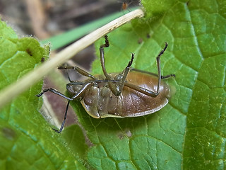 Chlorochroa pinicola