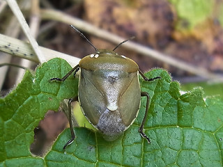 Chlorochroa pinicola