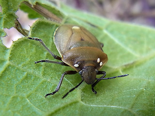 Chlorochroa pinicola