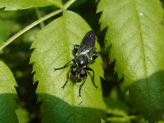 Choerades marginata