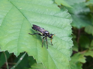 Choerades marginata