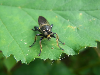 Choerades marginata