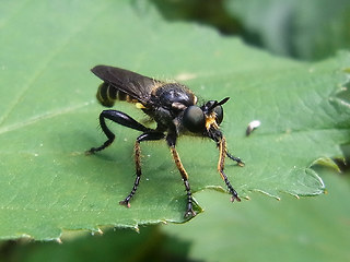 Choerades marginata