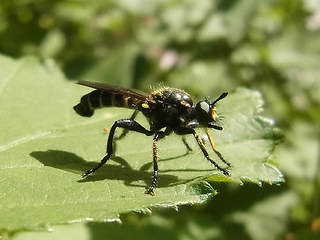 Choerades marginata