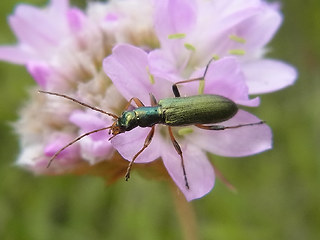 Chrysanthia nigricornis